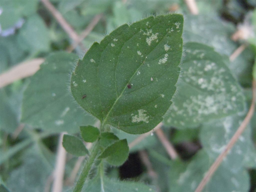Mentha aquatica / Menta acquatica